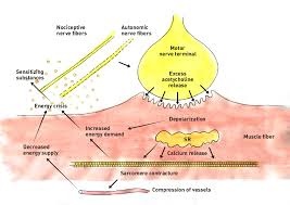 Dry Needling & Manual Trigger Point Therapy Courses and Training )